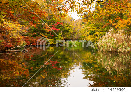 秋の雲場池 水面に映る紅葉 秋の雲場池 水面に映る紅葉 143593904