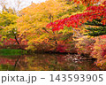 秋の雲場池　水面に映る紅葉 143593905