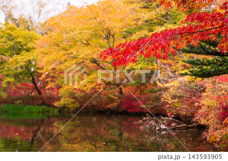 秋の雲場池 水面に映る紅葉 秋の雲場池 水面に映る紅葉 143593905