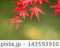 秋の雲場池　水面に映る紅葉 143593910