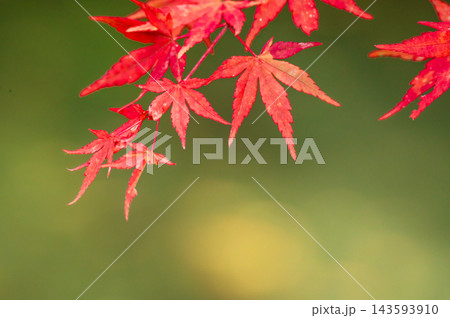 秋の雲場池 水面に映る紅葉 秋の雲場池 水面に映る紅葉 143593910