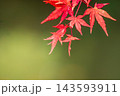 秋の雲場池　水面に映る紅葉 143593911