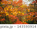 秋の雲場池　水面に映る紅葉 143593914