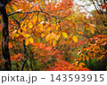 秋の雲場池　水面に映る紅葉 143593915