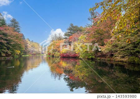 秋の雲場池 紅葉した木々と池 秋の雲場池 紅葉した木々と池 143593980