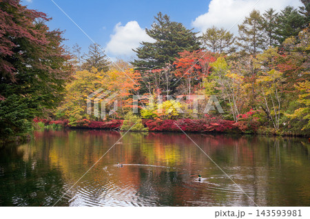 秋の雲場池 紅葉した木々と池 秋の雲場池 紅葉した木々と池 143593981