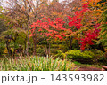 秋の雲場池　紅葉した木々と池 143593982