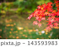 秋の雲場池　紅葉した木々と池 143593983