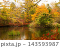 秋の雲場池　紅葉した木々と池 143593987