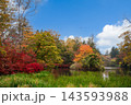 秋の雲場池　紅葉した木々と池 143593988