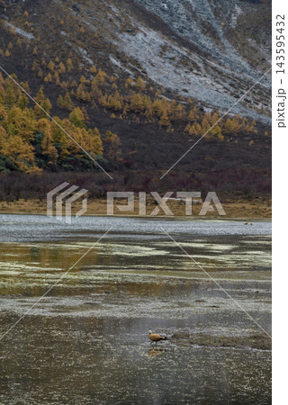 Yading Nature Reserve : Xiannairi and Pearl Sea Autumn Scenery in Daocheng Yading Scenic Area Sichuan Province China. 143595432