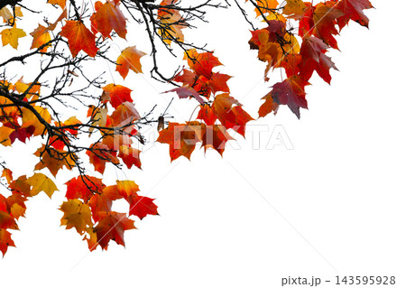 Vibrant red and orange maple leaves cling to bare branches isolated on white Vibrant red and orange maple leaves cling to bare branches isolated on white 143595928