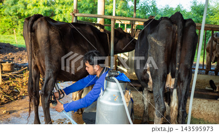 Asian male farmer using automated milking machine equipment on dairy cow in livestock farm for fresh milk production. agriculture business. animal husbandry and rural lifestyle background. Asian male farmer using automated milking machine equipment on dairy cow in livestock farm for fresh milk production. agriculture business. animal husbandry and rural lifestyle background. 143595973
