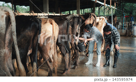 Asian female and male farmers teamwork hand milking cow into bucket in livestock farm shed for fresh organic milk production. traditional agriculture business. rural family lifestyle background. Asian female and male farmers teamwork hand milking cow into bucket in livestock farm shed for fresh organic milk production. traditional agriculture business. rural family lifestyle background. 143595974