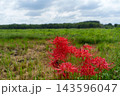 彼岸花の咲く日本の秋の田園風景 143596047