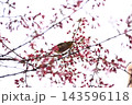 桜の木にとまるメジロ 143596118