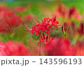 真っ赤なヒガンバナと日本の秋のイメージ 143596193