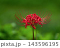 真っ赤なヒガンバナと日本の秋のイメージ 143596195