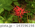 真っ赤なヒガンバナと日本の秋のイメージ 143596198