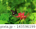 真っ赤なヒガンバナと日本の秋のイメージ 143596199
