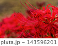 真っ赤なヒガンバナと日本の秋のイメージ 143596201