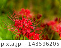 真っ赤なヒガンバナと日本の秋のイメージ 143596205