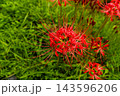 真っ赤なヒガンバナと日本の秋のイメージ 143596206