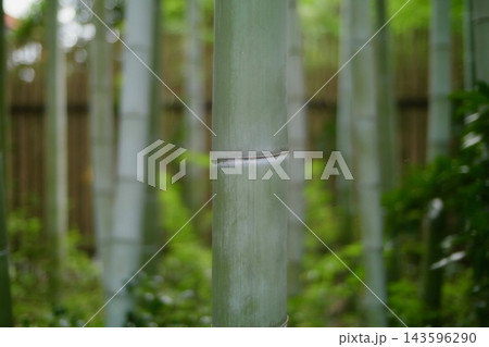 竹林 竹林 143596290