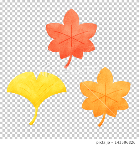 A set of hand-drawn style illustrations of autumn leaves and ginkgo leaves. A set of hand-drawn style illustrations of autumn leaves and ginkgo leaves. 143596826