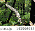 森の中のサラシナショウマ（afr20261007130516) 143596932