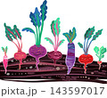 Root vegetables growing in layered soil 143597017
