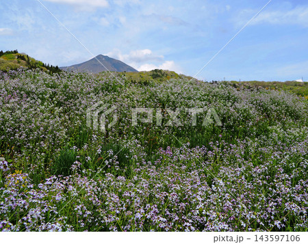 田んぼの土手に群生する青紫の野草。磐梯山を背景に青空に印象的で綺麗だ。 143597106