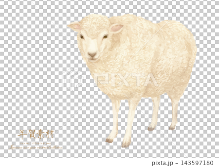 A simple and cute watercolor illustration of a sheep. A simple and cute watercolor illustration of a sheep. 143597180