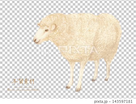 A simple and cute watercolor illustration of a sheep. A simple and cute watercolor illustration of a sheep. 143597181