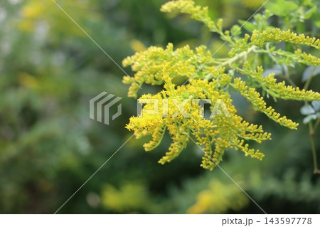 セイタカアワダチソウの花 143597778