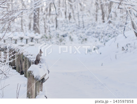 風景 エゾリス 冬 雪 風景 エゾリス 冬 雪 143597858