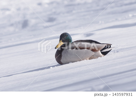 風景　マガモ　冬　雪 143597931