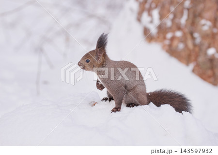 エゾリス 冬 雪 エゾリス 冬 雪 143597932