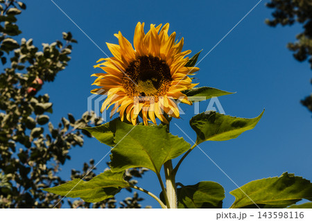 beautiful sunflower in the field beautiful sunflower in the field 143598116