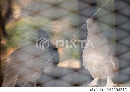 cute pigeon in the cage cute pigeon in the cage 143598215