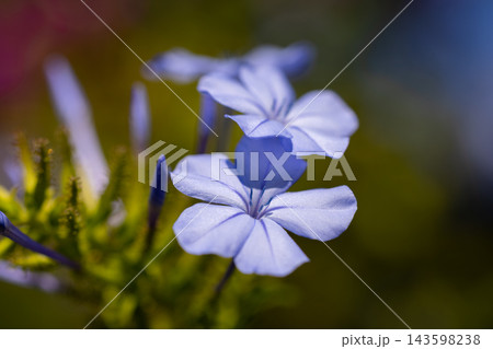 Beautiful flower in the nature 143598238