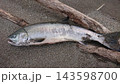 北海道で釣れた秋鮭のマクロ写真 143598700