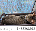 冬の窓辺で茶色いプランターの箱にすっぽり収まってリラックスするかわいい白キジ猫 143598892