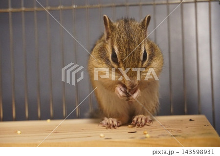 餌を食べるシマリス 餌を食べるシマリス 143598931