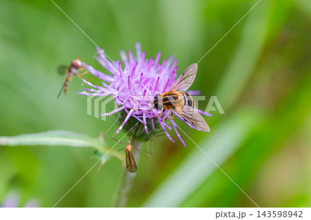 アザミの花に集まるセセリチョウとハナアブの昆虫たち アザミの花に集まるセセリチョウとハナアブの昆虫たち 143598942