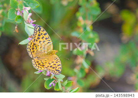 萩の花にとまるウラギンヒョウモン(ヒョウモンチョウ) 萩の花にとまるウラギンヒョウモン(ヒョウモンチョウ) 143598943