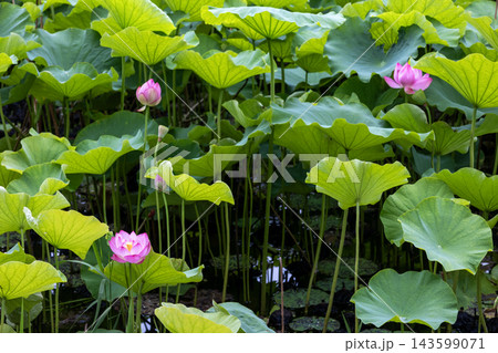 緑の葉の中に美しく咲くピンク色のハスの花 143599071
