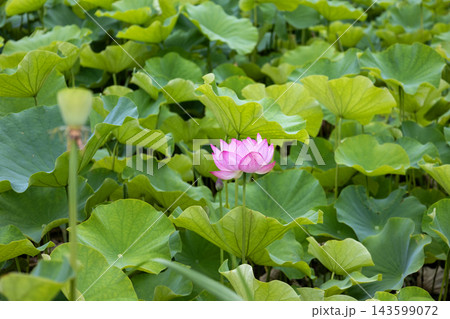 緑の葉の中に美しく咲くピンク色のハスの花 143599072
