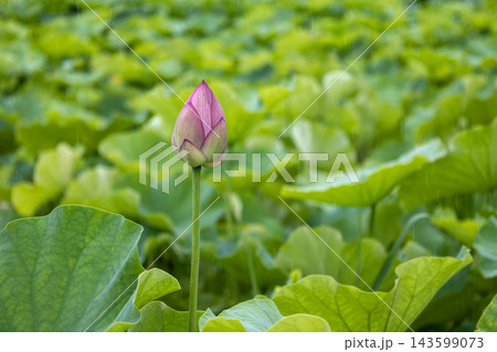 緑の葉の中に美しく咲くピンク色のハスの花の蕾 143599073