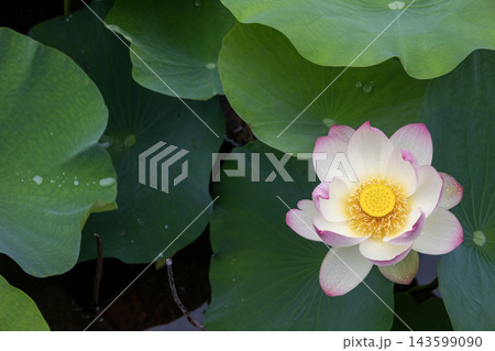 緑の葉の中に美しく咲くハスの花 緑の葉の中に美しく咲くハスの花 143599090